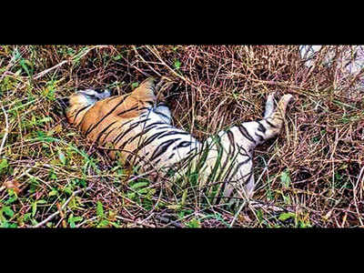 Tigress, two cubs found dead in Chandrapur dist
