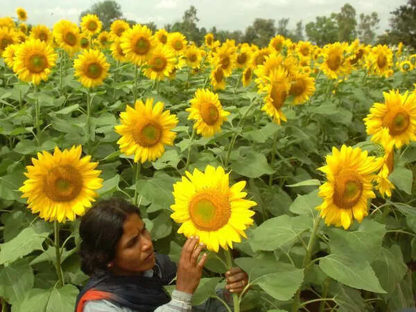 Amid PM’s self-reliance call, bid to boost sunflower yield cultivation