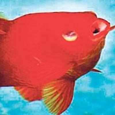'˜Ugly' fish gets plastic surgery