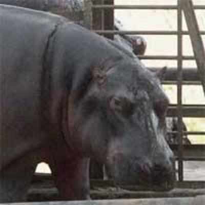 Hippo '˜godmother' says zoo should shut down