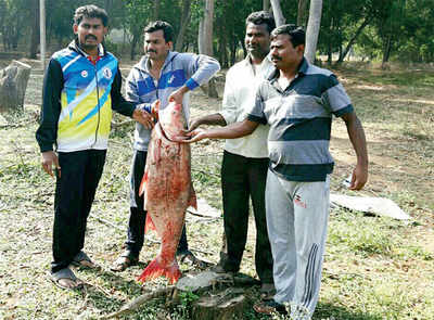 Bengaluru breeders farm giant fish