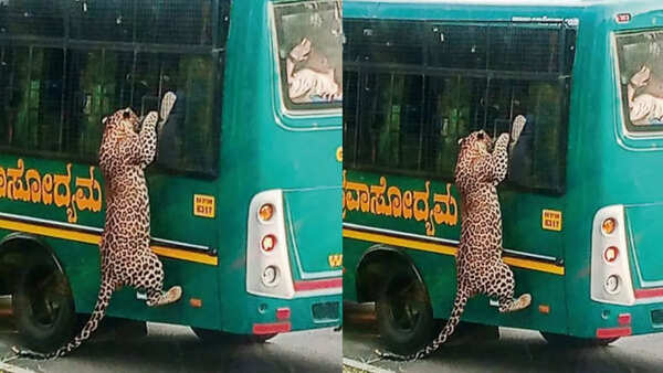 Leopard attempts to board minibus at Bengaluru's biological park, video goes viral