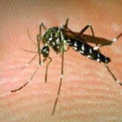 Civic body battles against resilient malaria, dengue