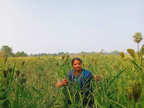 Bihar bets big on millets