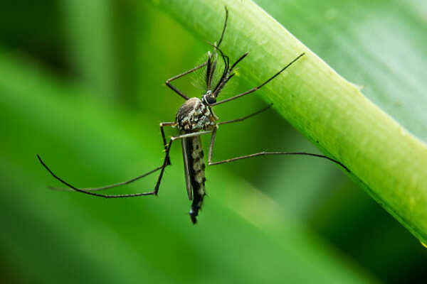 Dengue 2016: Here’s all you need to know