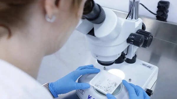 Dengue outpaces virus-blocking mosquitoes in Brazil