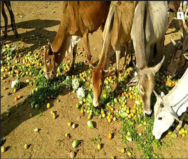 Cow welfare: Government to rope in corporates as part of CSR