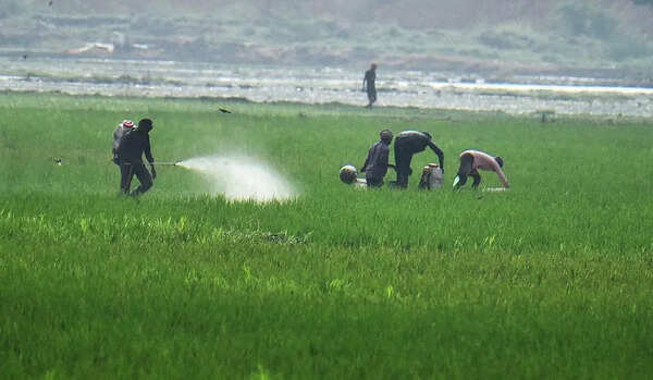 Krishna, Kakinada chosen for pilot fertiliser distribution app