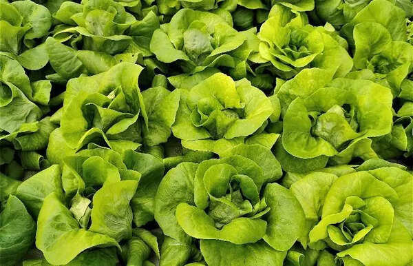 Govt backs organic farming, warns against chemical produce