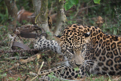 Leopard population down by 75-90%, needs urgent attention