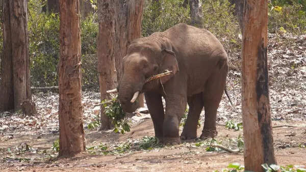 Khandre calls for urgent measures to control human-elephant conflict in Kodagu