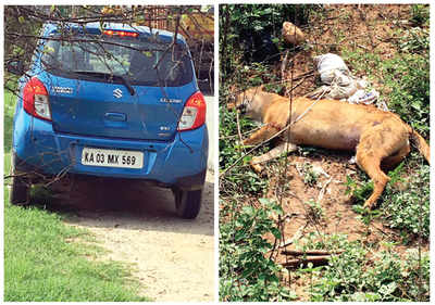 Hunt on for dog’s killers