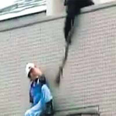 Zoo drama as escaped chimpanzee grabs gun