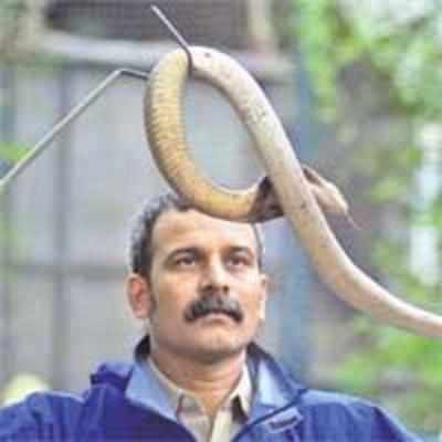 Cobra bite kills saviour of snakes