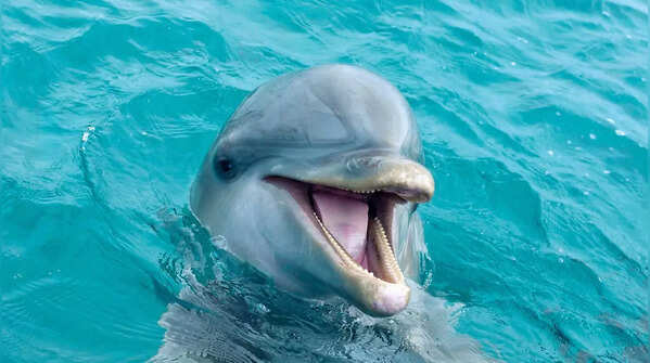 Dolphins