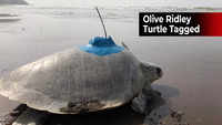 Watch: Female Olive Ridley turtle tagged for the first time on west coast 