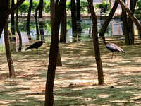 Greenbelt nurtured by residents who didn&rsquo;t have park turns into bird haven