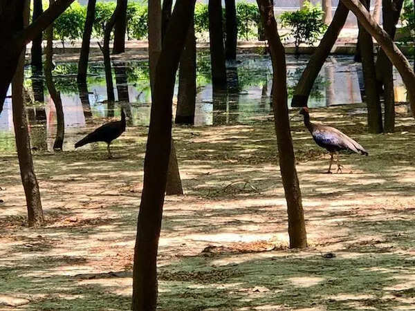 Greenbelt nurtured by residents who didn’t have park turns into bird haven