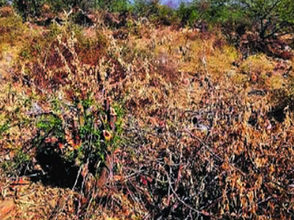 500 trees axed on protected Aravali land