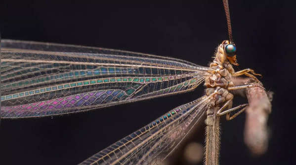 Antlion Larvae  