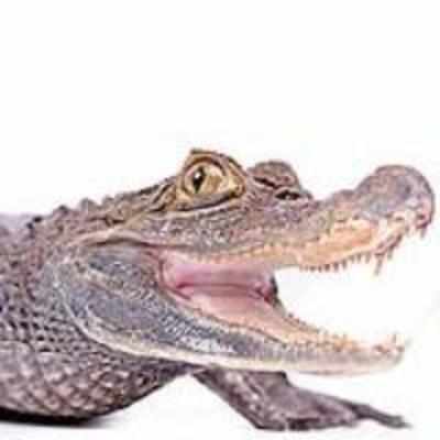 Croc Jaws More Sensitive Than Human Fingertips