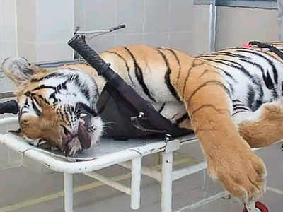 Govt orders probe into tigress’ killing