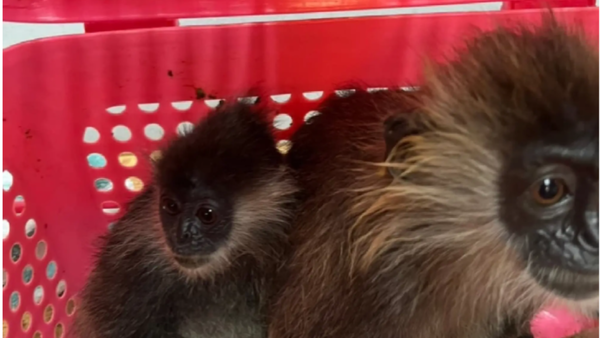 Indian traveller tries to smuggle two endangered monkeys worth INR 2.9 lakh from Bangkok: Here’s what happened next