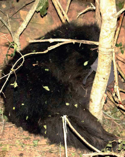Snare claims life of sloth bear