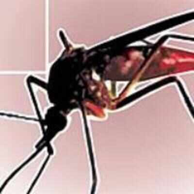 10 things to do to prevent dengue