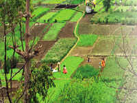 After 4-year ban, farmers now allowed to grow crops, vegetables on the Yamuna floodplain 