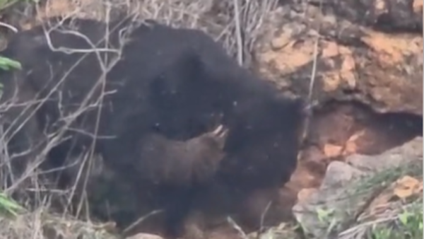 Sloth bear enters Marudhamalai temple premises, enjoys honey