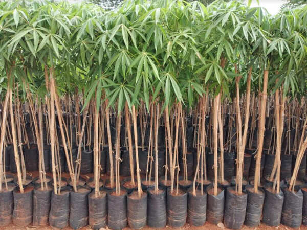 GHMC rolls out action plan for 50 lakh plantations