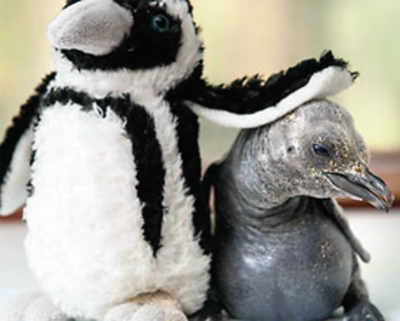 Pingoo gets hug from stuffed toy as it’s raised by handlers
