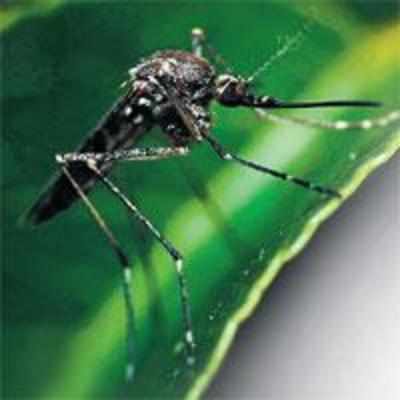 Killer dengue forces family to leave home