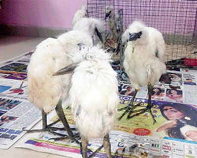 Rescued birds dying one by one