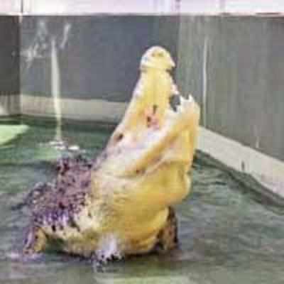 Harry, the psychic croc, picks Aussie PM to win election