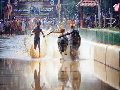 For the record, we have a brand new Kambala hero