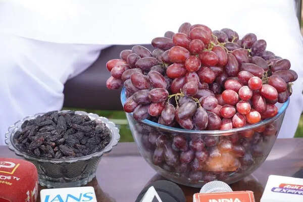 California grape variety makes debut on North Karnataka farms