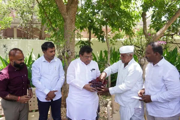 California grape variety makes debut on North Karnataka farms