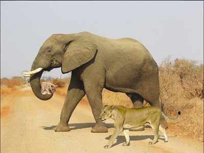 Kruger National Park: An elephant, a lioness, a cub and an April Fool's joke