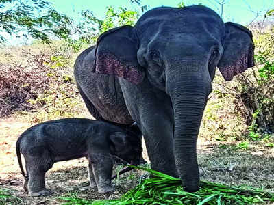 A star is born: Baby elephant debuts