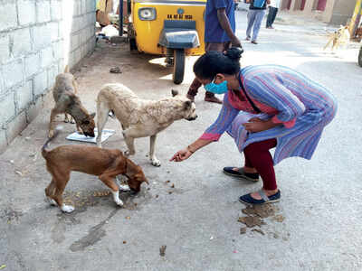 Dog-lover claims she was harassed for feeding strays