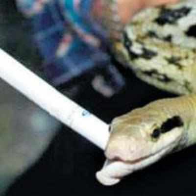 Snake that's hooked on cigarettes