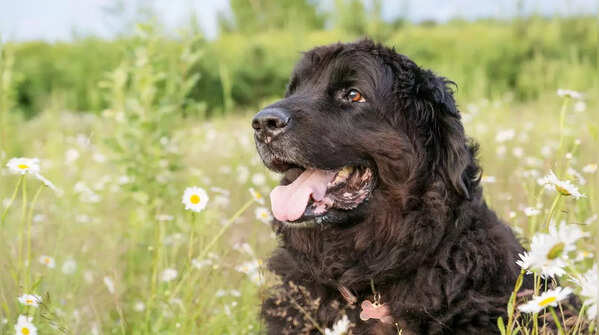 Newfoundland