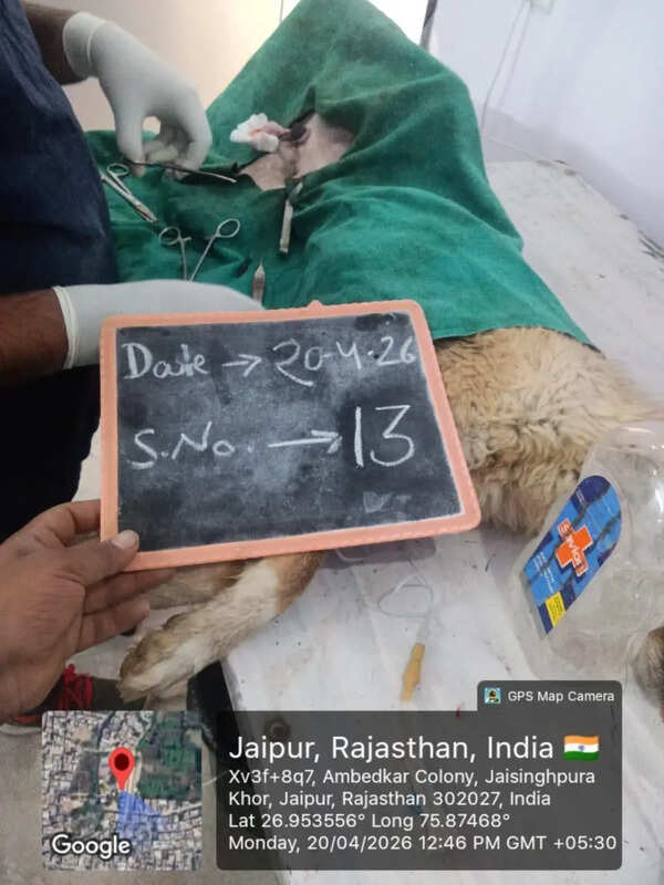 Activists accuse Jaipur ABC agency of reusing dog surgery photos to inflate bills