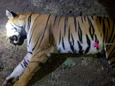 Tigress Avni killed: Union Minister Maneka Gandhi lashes out at Maharashtra government