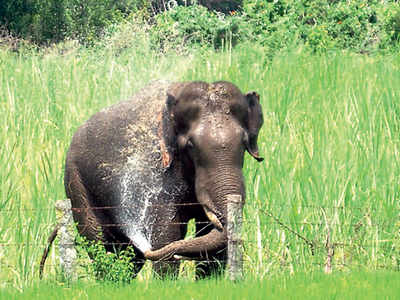 Four trampled to death by elephant in Odisha