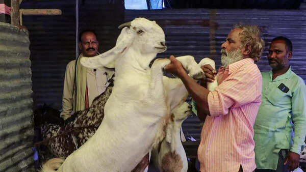 ‘No sacrifice of cows, calves, camels’: Ahead of Bakrid, Delhi govt warns against illegal slaughter, guidelines issued