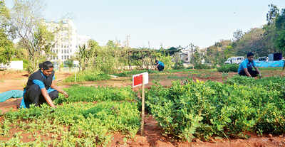 This IT firm in Domlur grows its own veggies