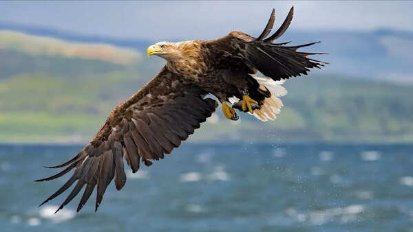 UK’s giant white-tailed eagles return to Exmoor National Park, farmers fear heavy losses